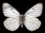 Aporia