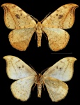 Drepana
