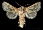 Dyspessa