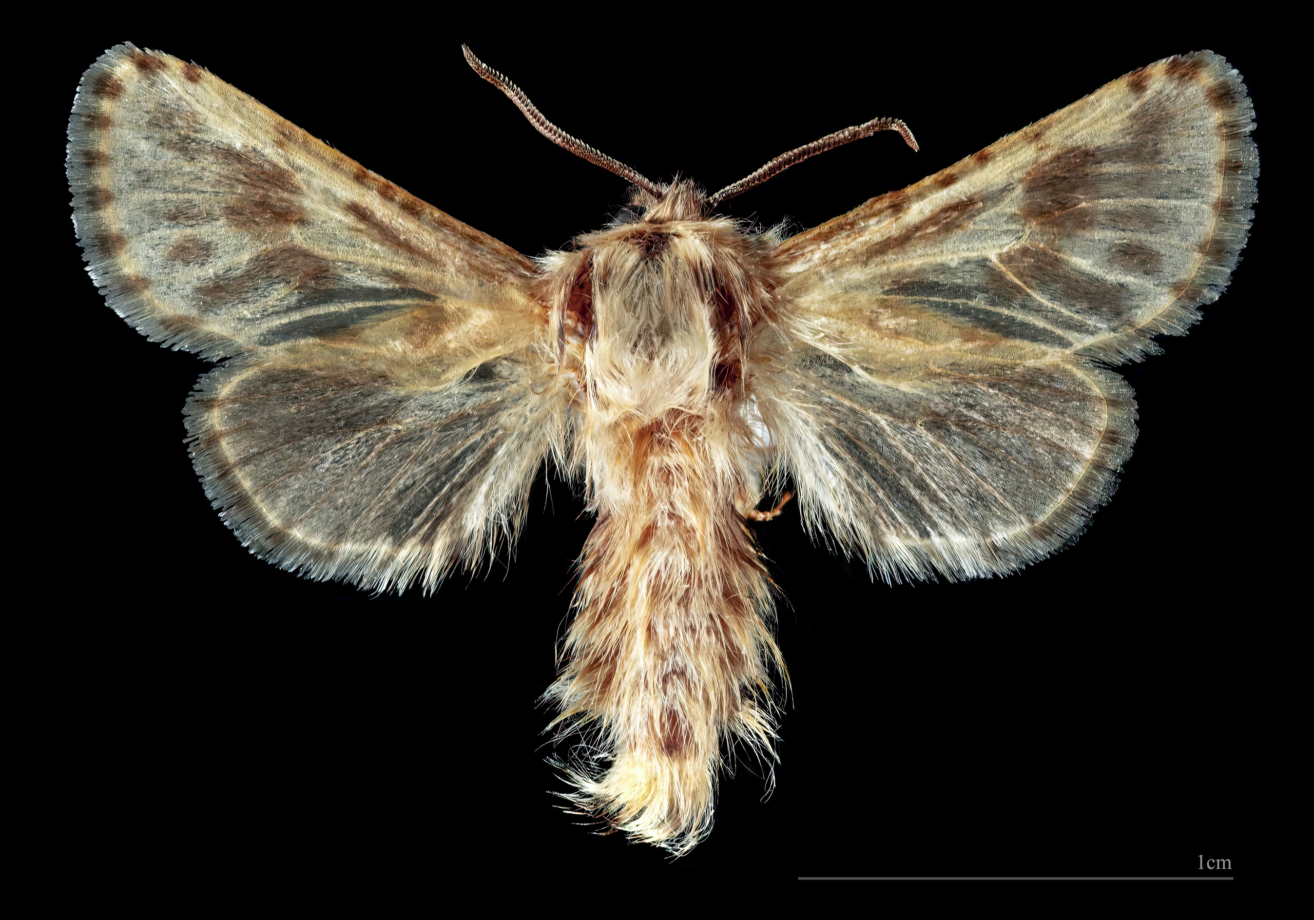 Dyspessa