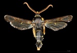 Paranthrene