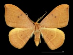 Watsonalla