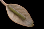 Cepora