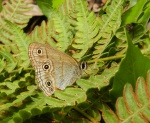 Palaeonympha