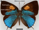 Bistonina