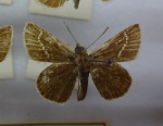 Триба: Astictopterini

	Aeromachus