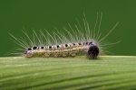 Discophora
