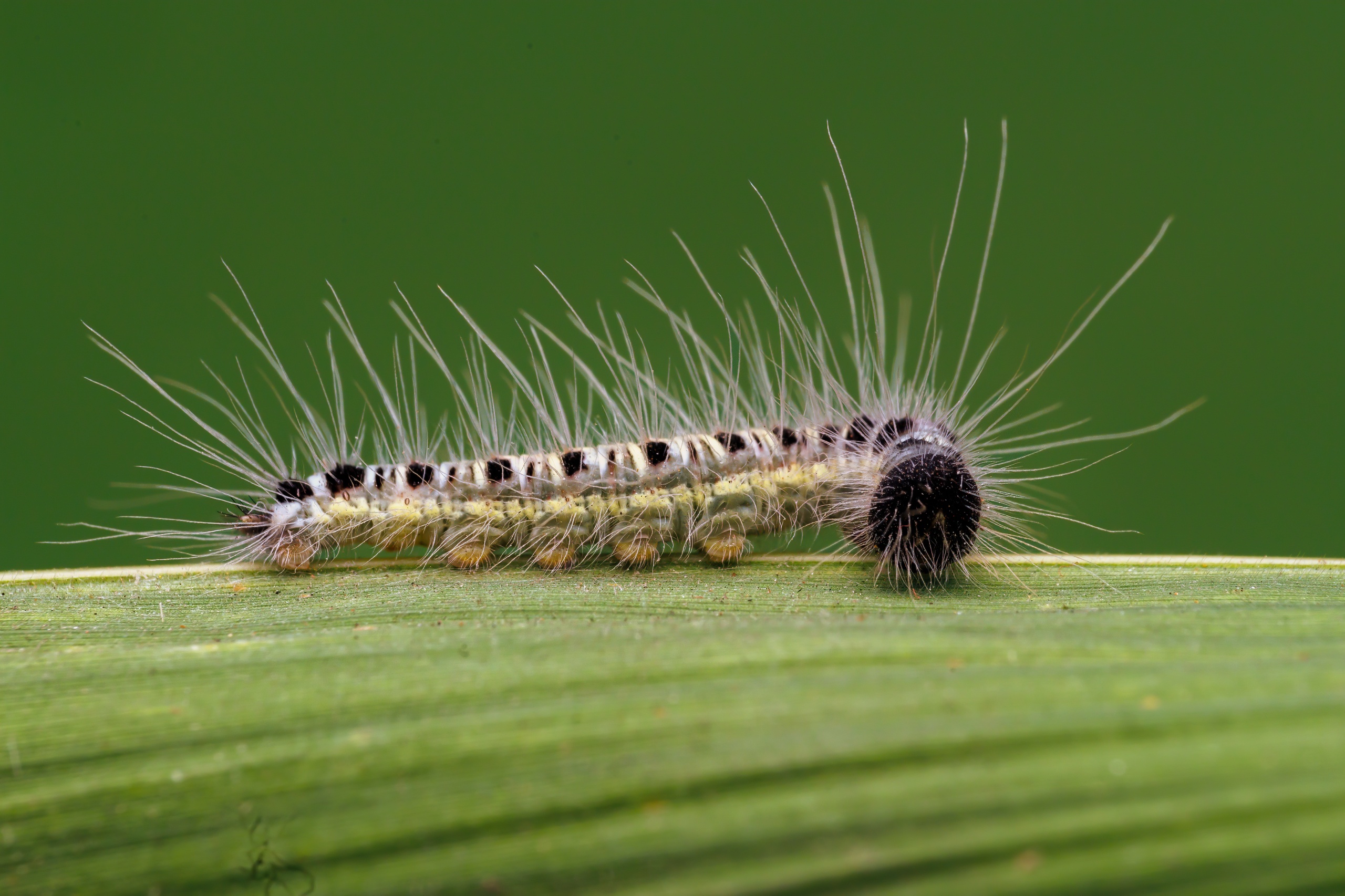 Discophora