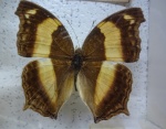 Yoma