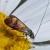 Nemophora prodigellus
