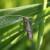 Nematopogon robertella