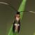 Cauchas fibulella