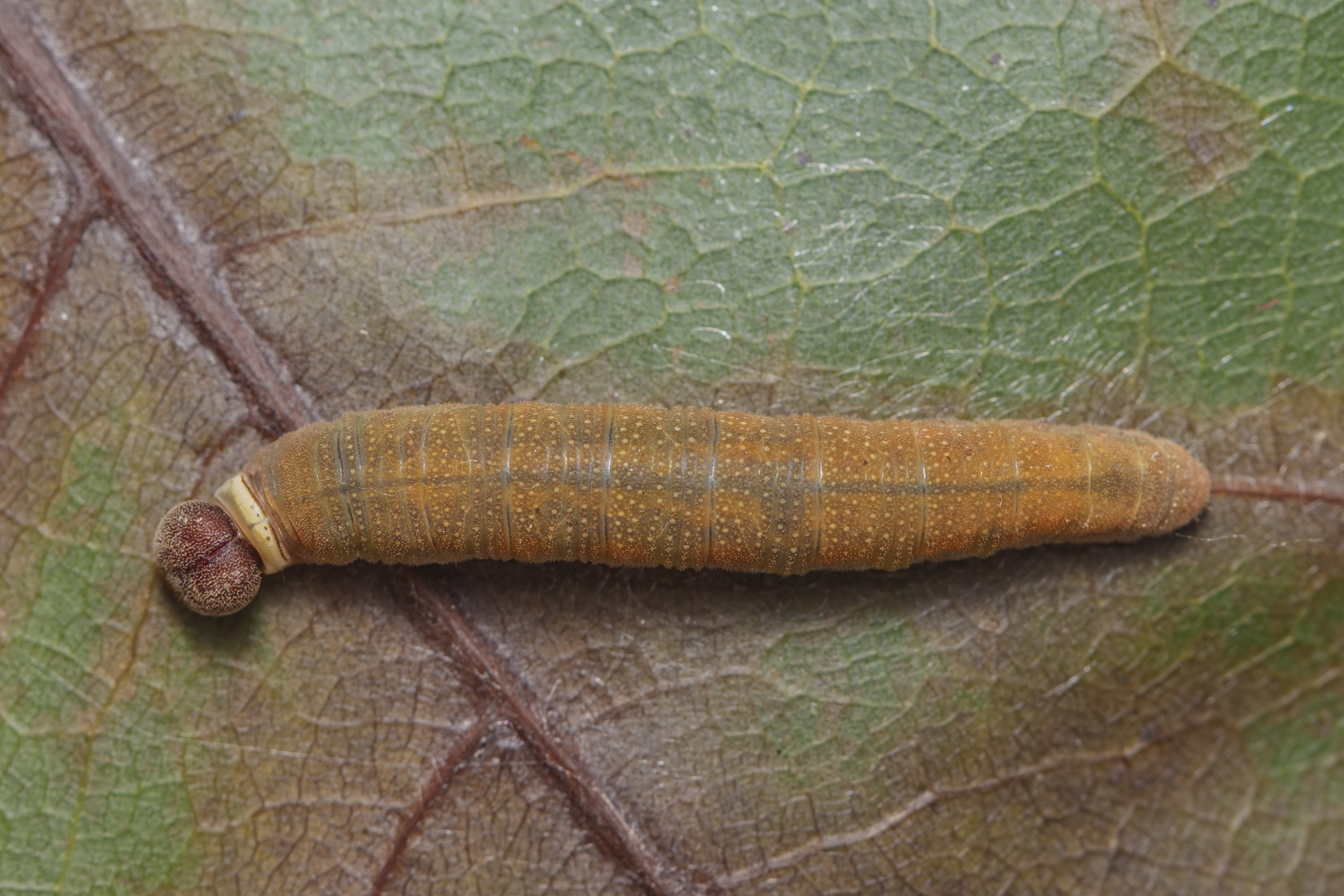Coladenia