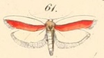 Apiletria