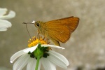 Polytremis