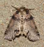 Pseudothyatira