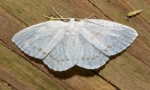 Eudeilinia