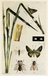 Parnara