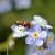 Nemophora sylvatica