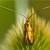 Nemophora pfeifferella