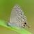 Catopyrops ancyra