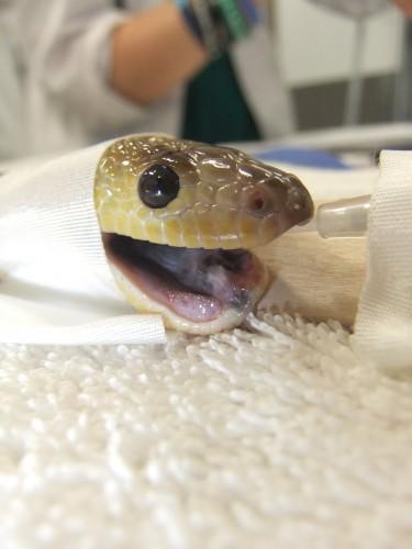 Python swallows barbecue tongs