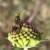 Nemophora dumerilella