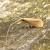 Nematopogon metaxella