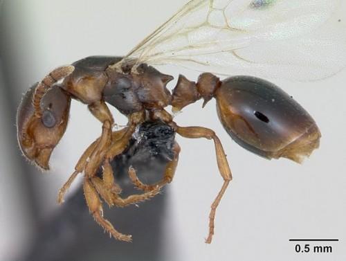 Муравьи-недотроги (Formicoxenus Nitidulus)