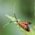 Nemophora staudingerella
