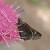 Atrytonopsis lunus