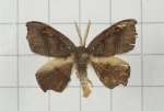 Amphitorna