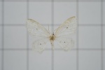 Dipriodonta
