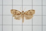 Pharneuptychia