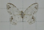 Hyalospectra