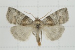 Nothoploca