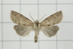 Epipsestis