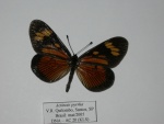 Actinote