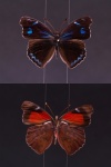 Orophila
