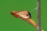 Leptosia