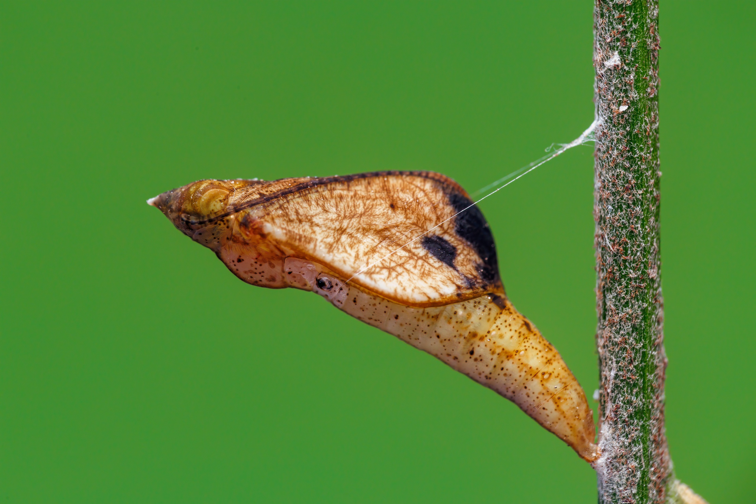 Leptosia