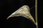 Pareronia