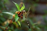 Symbrenthia