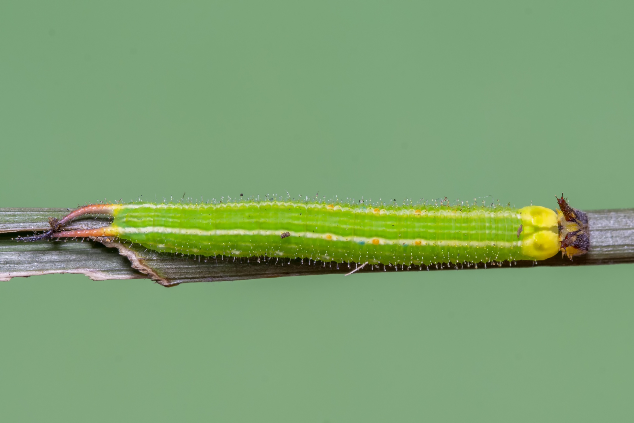 Elymnias