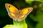Pyronia