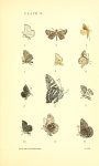 Pseudocopaeodes