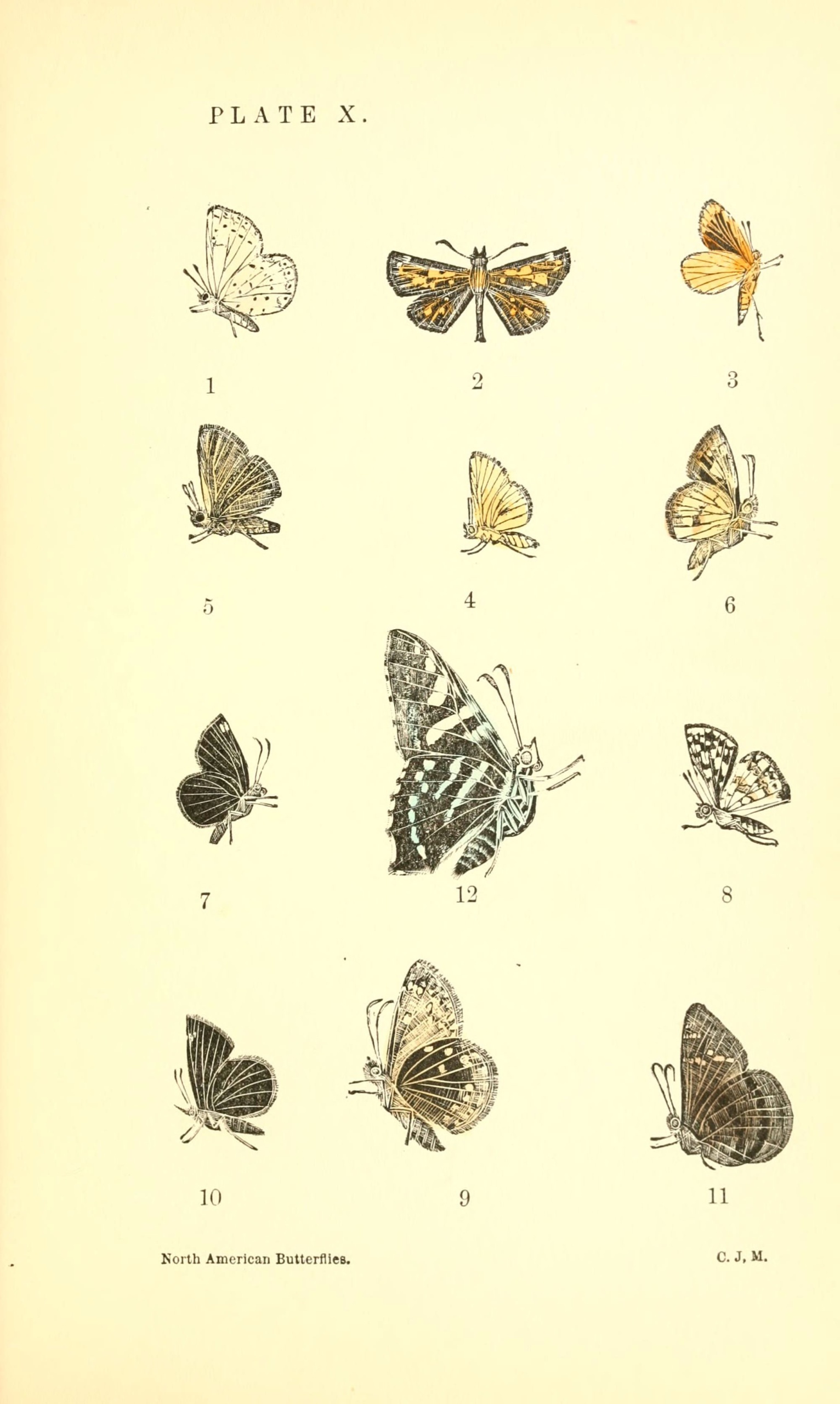 Pseudocopaeodes (Род)