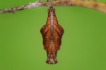 Moduza