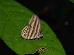 Ragadia