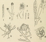 Achlya